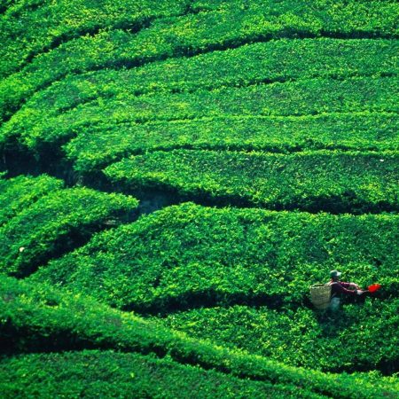茶